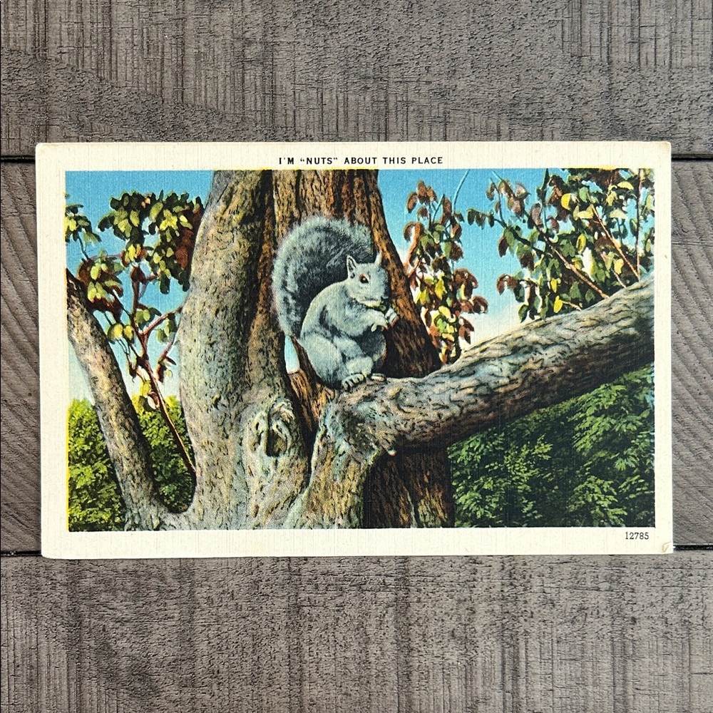 Vintage Squirrel Linen Postcard